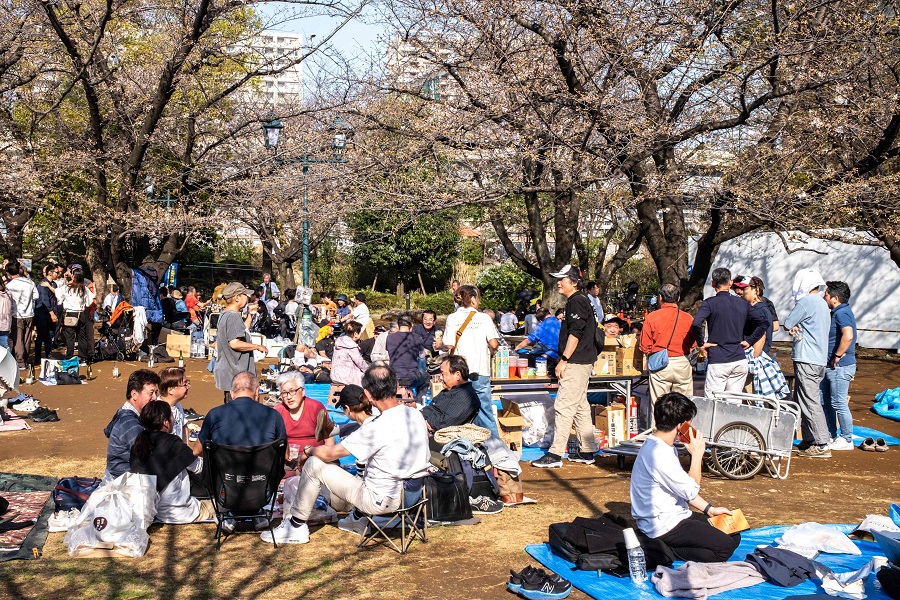  People gather under cherry blossoms at Hamacho Park for the "hanami" or flower viewing in Tokyo's Chuo district on 31  March 2024. (Philip Fong/AFP)