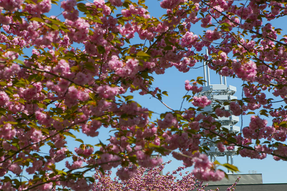 Cherry blossoms